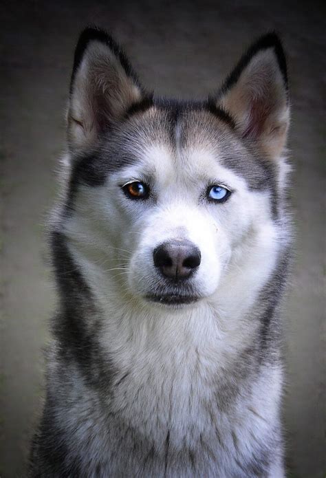 Huskies With Brown Eyes Guide: Health, Genetics & More - Canine Bible