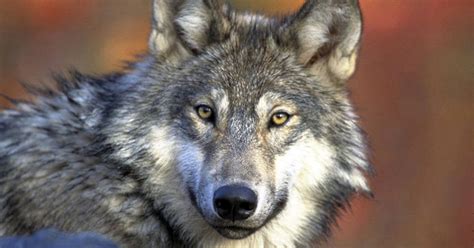 Commentary: A chance to modernize Utah’s wildlife management rules