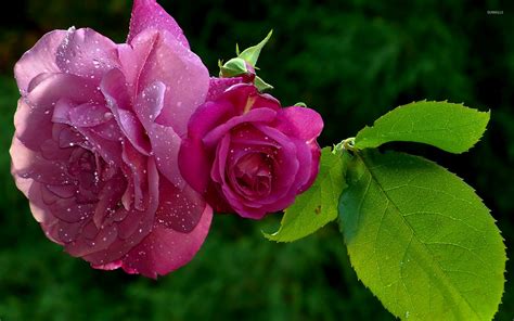 Pink roses with dew drops wallpaper - Flower wallpapers - #50117