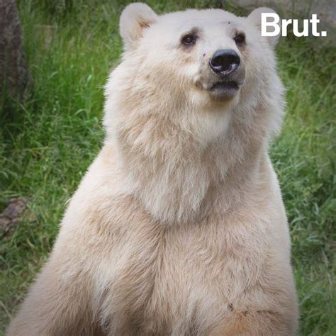 Grizzly-polar bear hybrid is a result of climate change | Brut.