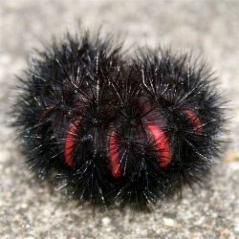 Furry Caterpillar Types and Identification Guide | HubPages