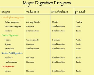 Digestive enzymes | Carbohydrates biology, Physiology, Digestive enzymes