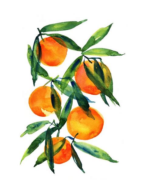 Mandarin Orange Drawing | Free download on ClipArtMag