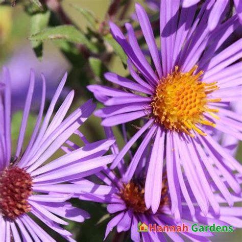 100 Seeds New England Aster Flower Seeds, Heirloom, Native, Flower Seeds – Hannah Gardens