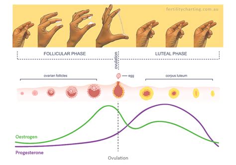 Cervical Mucus Gallery - Fertility Charting