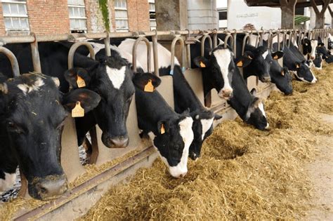 Genes de resistencia a antibióticos en el estiércol de las vacas lecheras