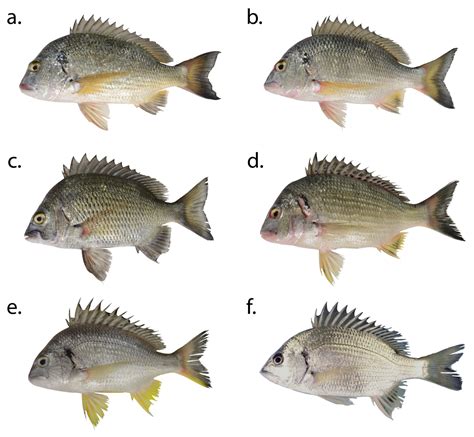 FISH FACTS: New bream species - Fishing World Australia