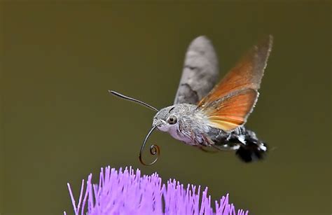 Hummingbird Hawk-Moth Facts | Insects in Education