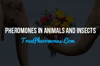 What Are Pheromones? - True Pheromones Inc.