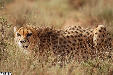 Asiatic cheetah extinction claim categorically denied - Tehran Times