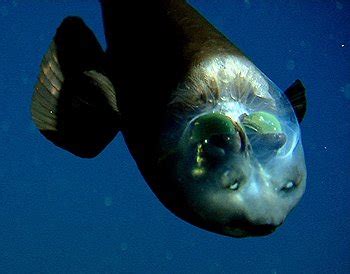 Barreleye Fish