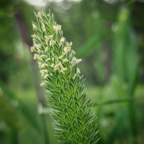 Phalaris brachystachys : druggardening