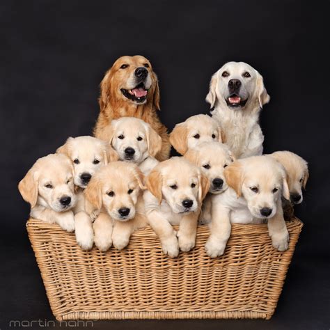 17 Mamás orgullosas de sus cachorritos tan mini me’s
