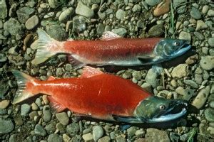 Free picture: oncorhynchus, tschawytscha, chinook, salmon, fish, river