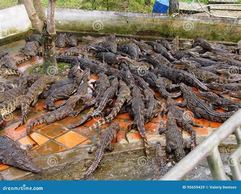 Feeding of Crocodiles on a Farm Stock Image - Image of mouth, teeth: 95659429