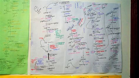 Lipid Metabolism Biochemistry Wall Chart - Anuj Pachhel