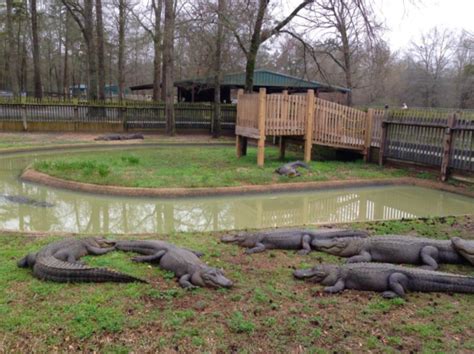 Most People Don’t Know This Louisiana Zoo And Adventure Park Even Exists | Adventure park ...