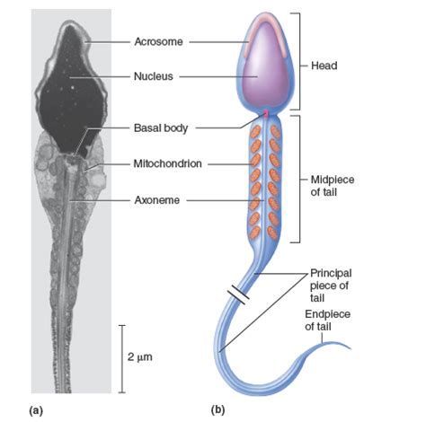 The spermatozoon has two parts: a head and long tail. The head contains the nucleus, acroso ...