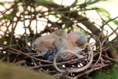 Pigeon Birds Nesting in the Garden Stock Photo - Image of background ...