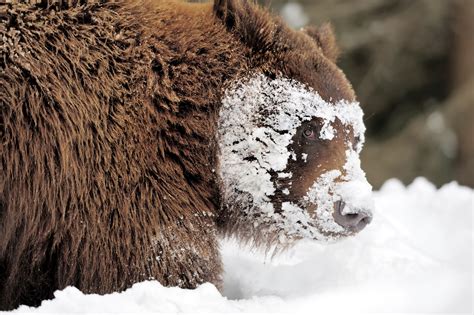 descuento azufre Previsión temperate rainforest animals deseable Alegre continuar