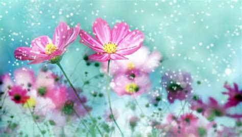 20+ Cute Flower Backgrounds | Wallpapers | FreeCreatives