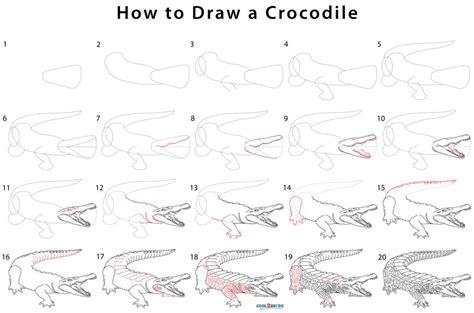 How to Draw a Crocodile (Step by Step Pictures)