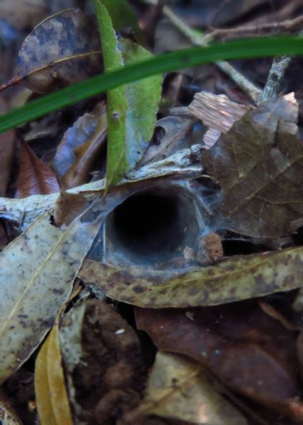 Australian Funnel-web Spider (burrow) | Project Noah