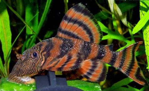 L397 Pleco 4cm Panaqolus sp. - Sydney Discus World Aquariums Online