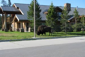 Yellowstone National Park Pet Friendly Lodging, Hotels - AllTrips