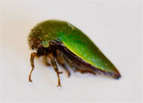 Mom and daughter discover new treehopper species - Owl Connected