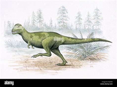 Palaeozoology - Jurassic period - Dinosaurs - Eustreptospondylus - Art ...