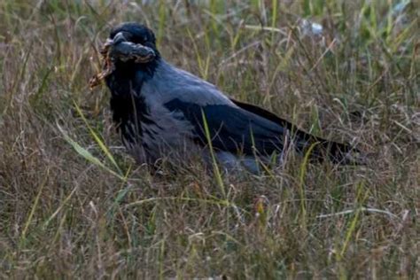 What Do Crows Eat? A Complete List Of A Crow's Diet - BirdsAcademy