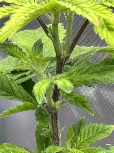 Photoperiod flowering on its own?? : r/microgrowery