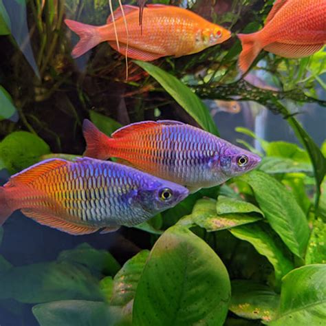 Bosmani Rainbow Fish - Wattley Discus