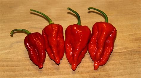 What is Bhut Jolokia? One of the hottest chillis in the world! – Naagin ...