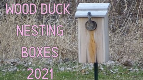 Build A Wood Duck Nesting Box | My XXX Hot Girl