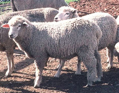 Corriedale Sheep: Origin, Characteristics, Uses, Photo