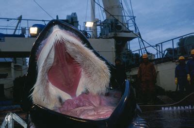 Bichos, plantas, piedras y otras cosas: ¿CÓMO COME UNA BALLENA?