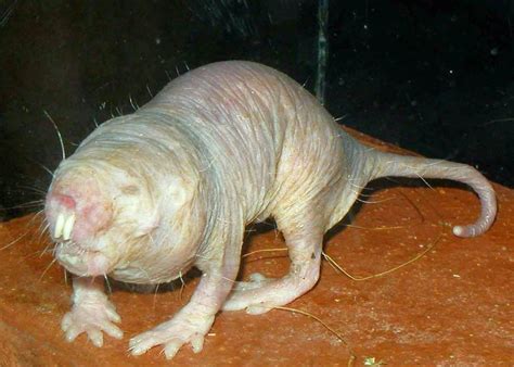 Trabajar en el zoo: Cuidados de la rata topo (Heterocephalus glaber)