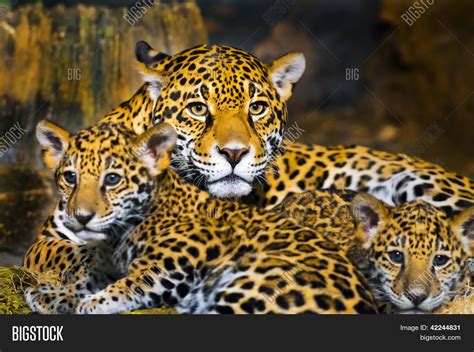 Jaguar Cubs Image & Photo (Free Trial) | Bigstock