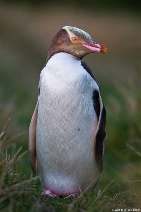 Yellow-eyed Penguin | Will Burrard-Lucas