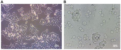 Images of HEK-293T cells using optical microscopy (A) before and (B)... | Download Scientific ...