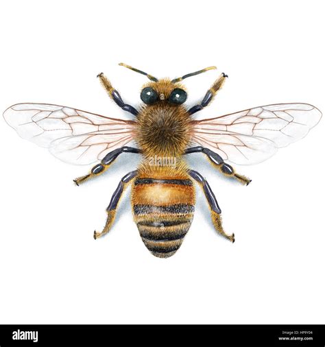 Bee drawing hi-res stock photography and images - Alamy