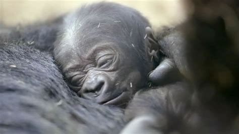 Baby gorilla makes public debut at San Diego Zoo - ABC7 San Francisco