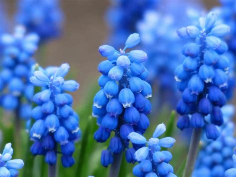 Blue Flowers Photos, Download The BEST Free Blue Flowers Stock Photos ...