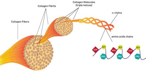 How does the synthesis of collagen take place in your body – Naked Nutrition