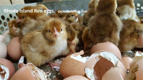 Rhode Island Red Fertile Hatching Eggs for Sale - Fresh/Fertile Eggs | Cackle Hatchery®