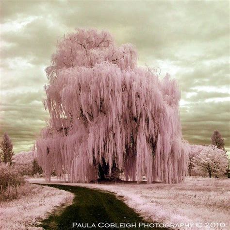 La-Vita-a-Bella's DeviantArt Gallery | Tree photography, Pink trees, Weeping willow