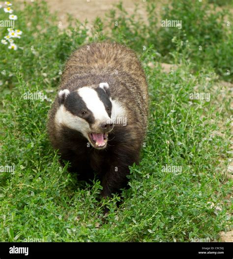 Badger at the British Wildlife Centre Surrey UK Stock Photo - Alamy