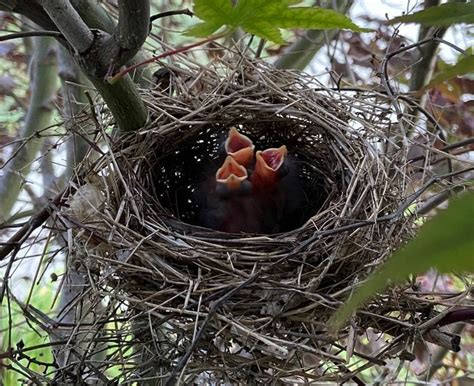 Female Cardinal Nest